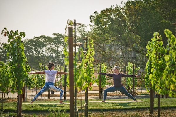 Vinyard yoga